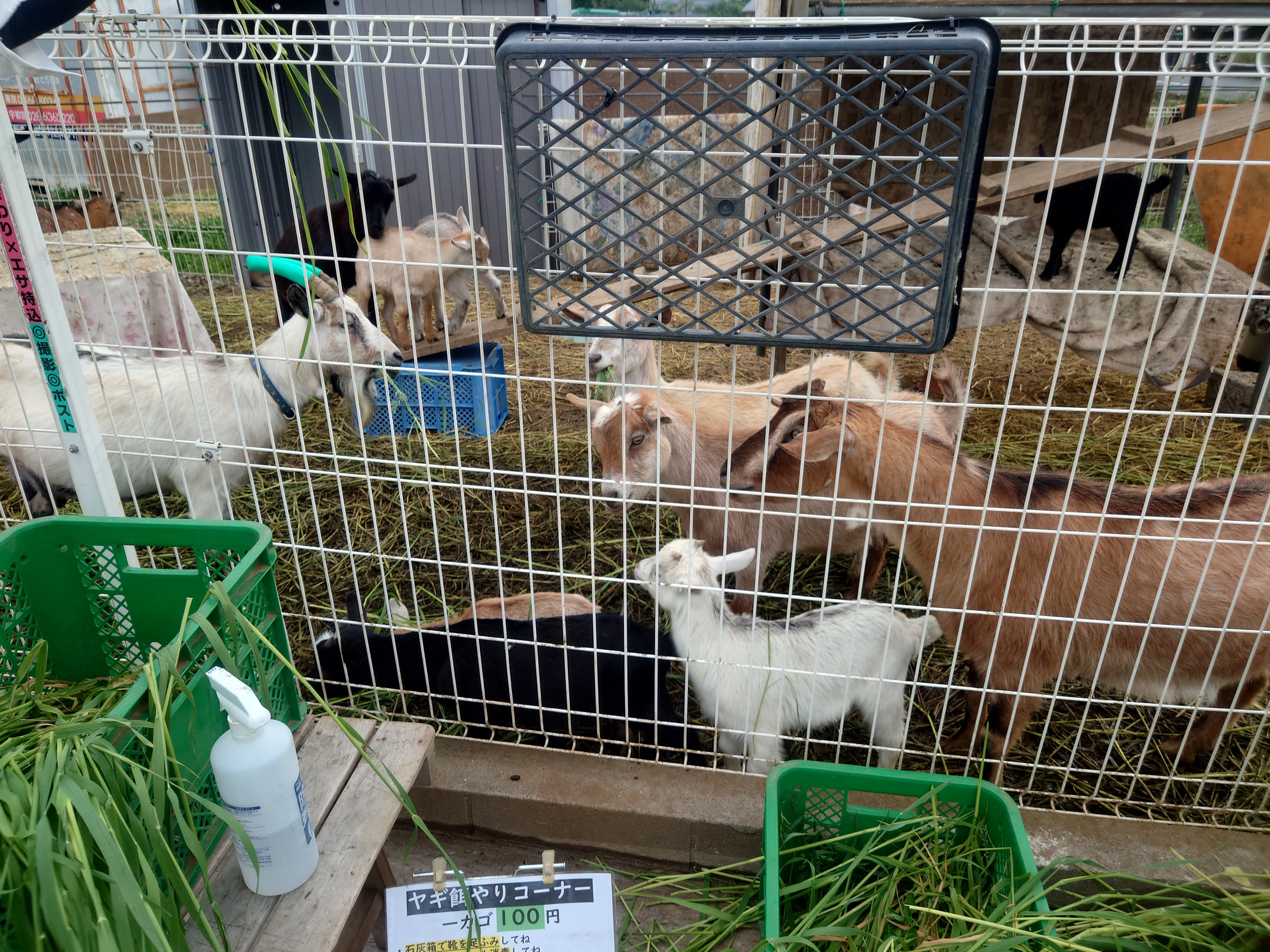 ヤギの餌やり
