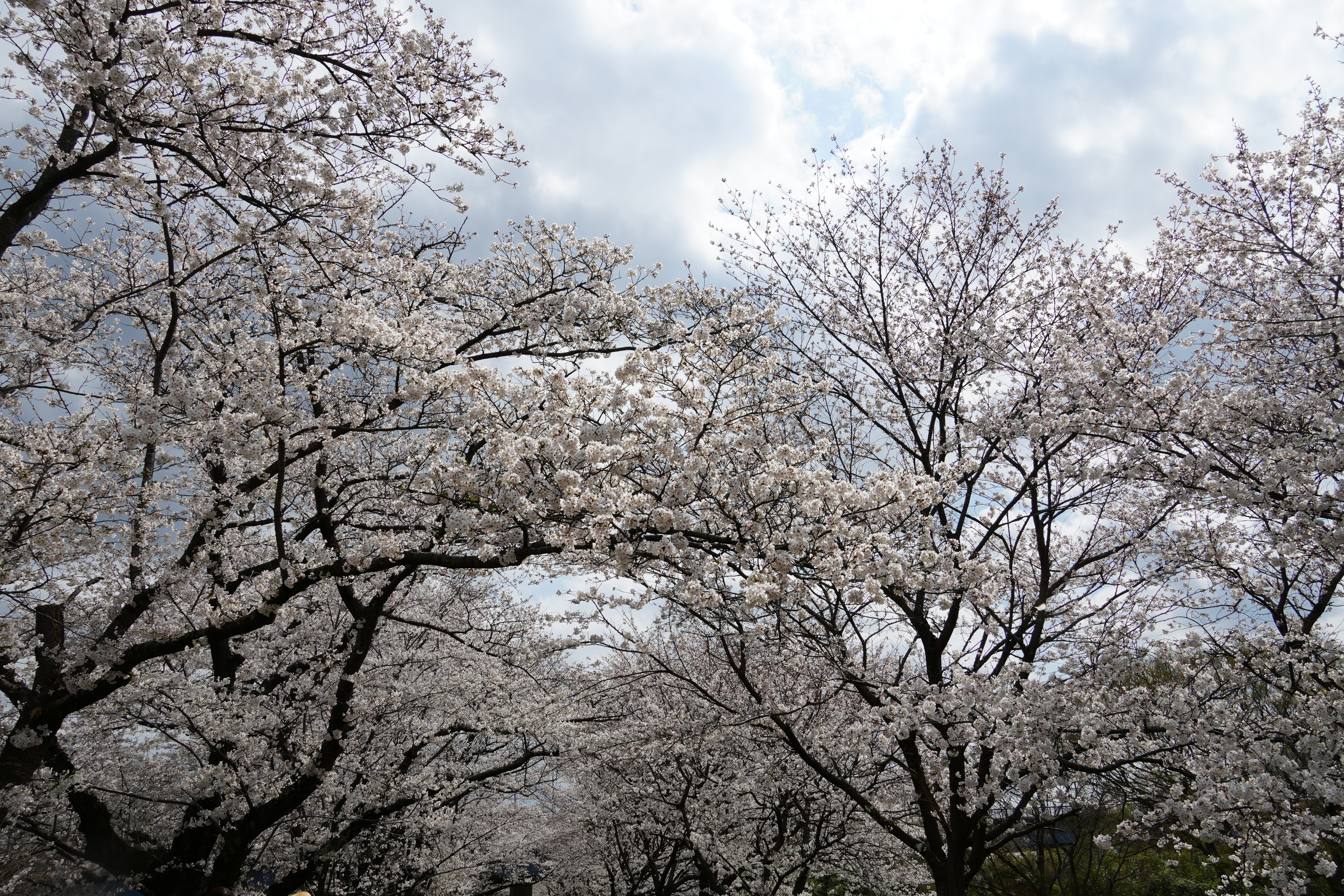 満開の桜