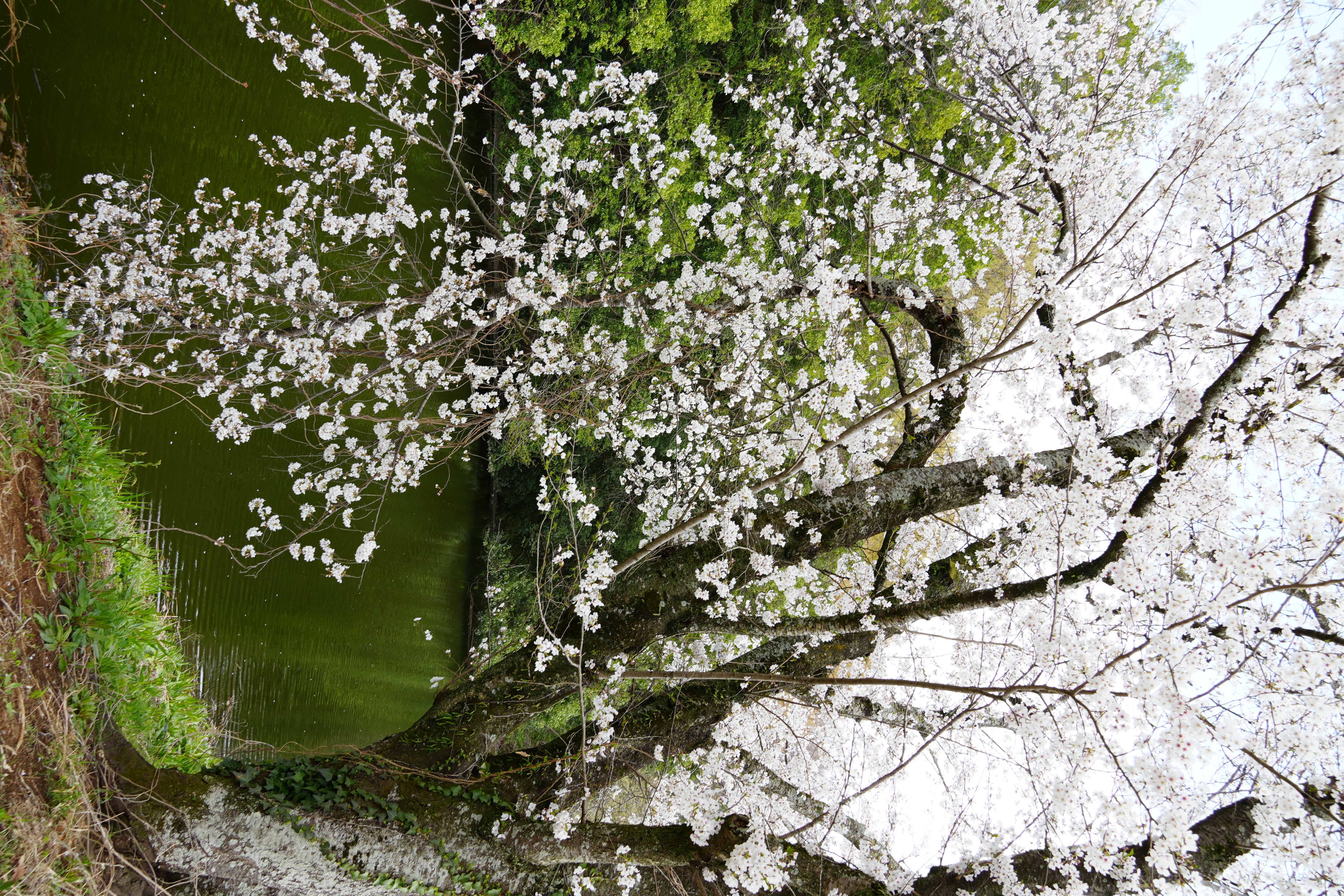 折れた桜