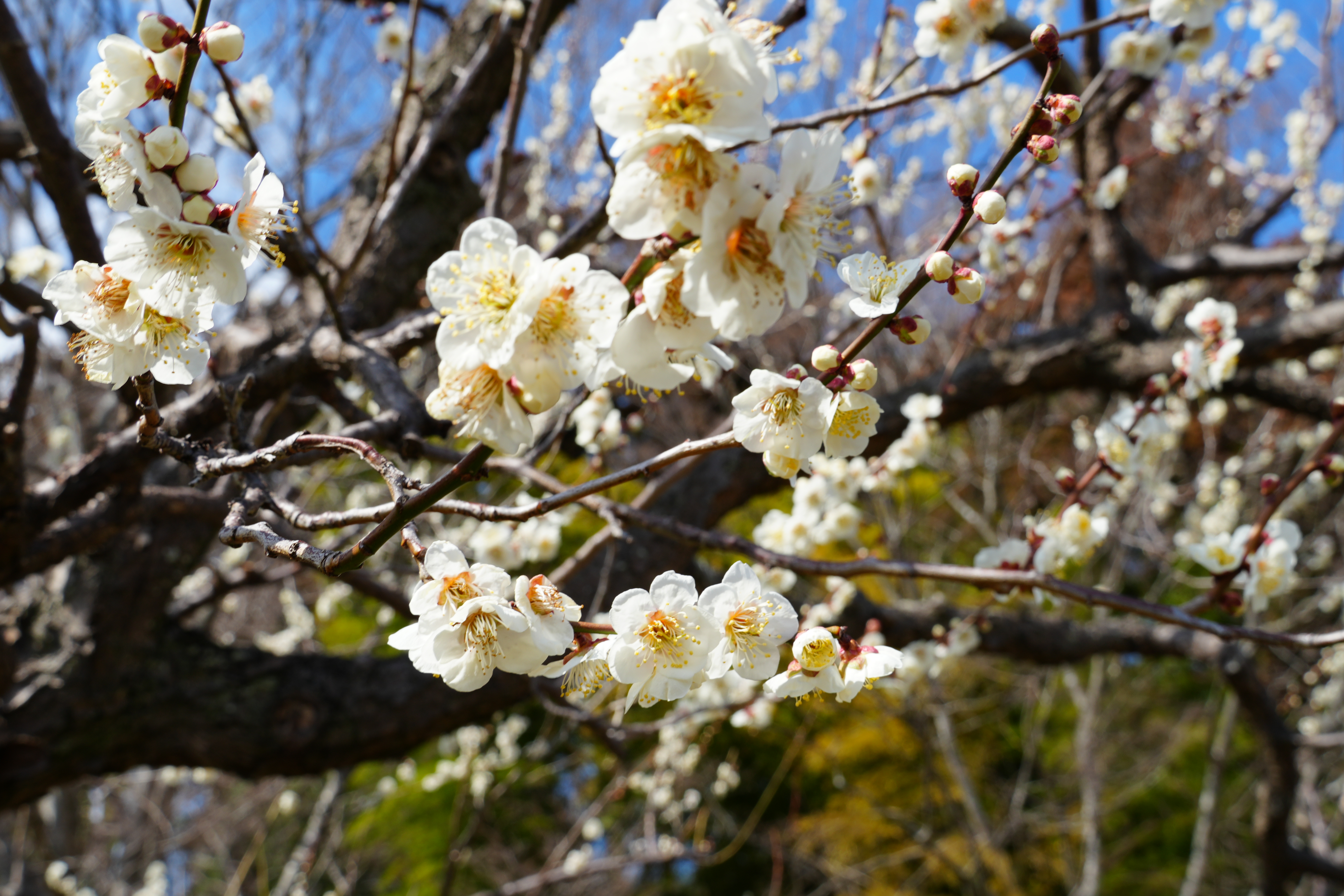 梅と花粉症の影響