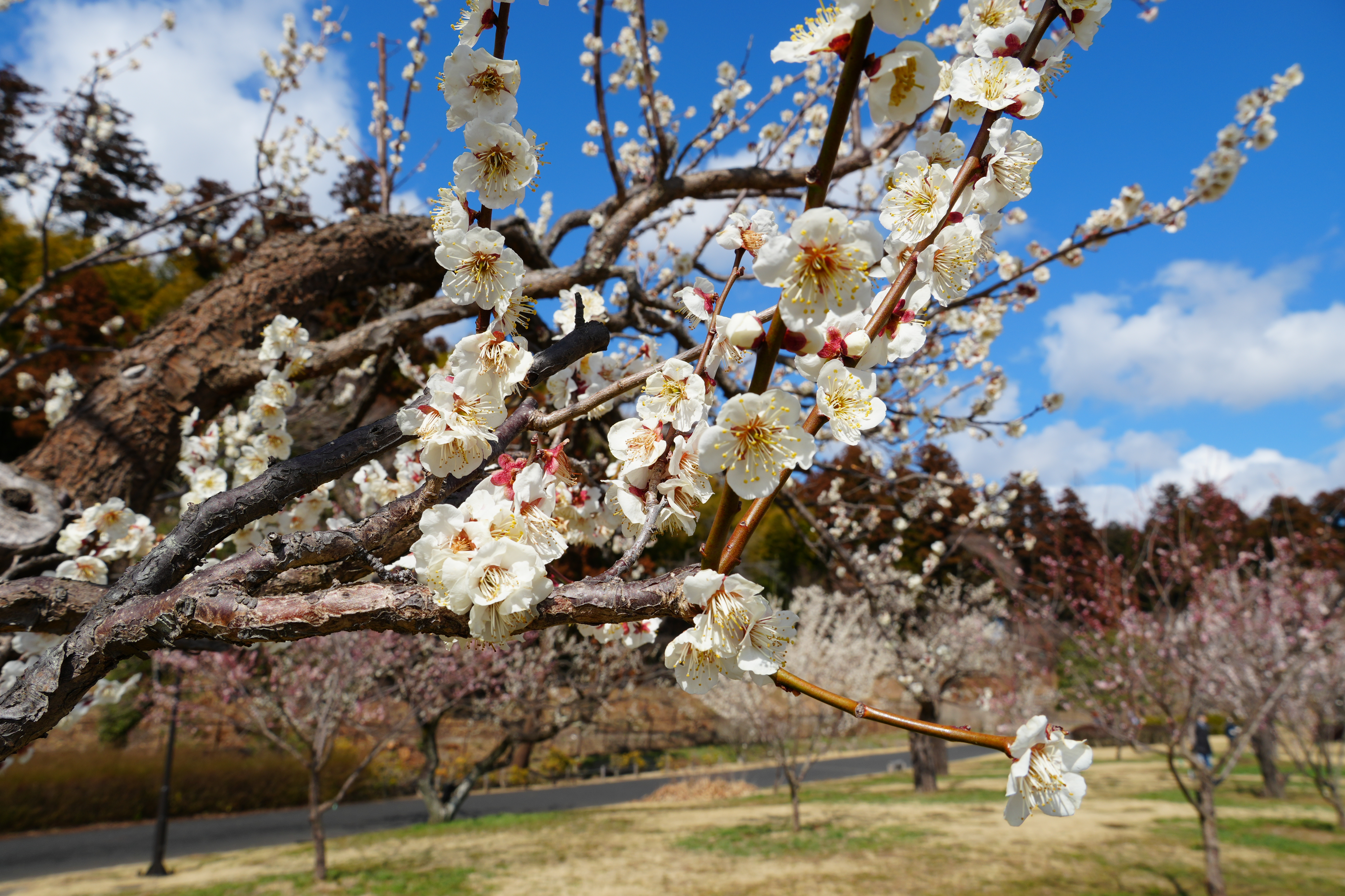 梅のアップ写真2