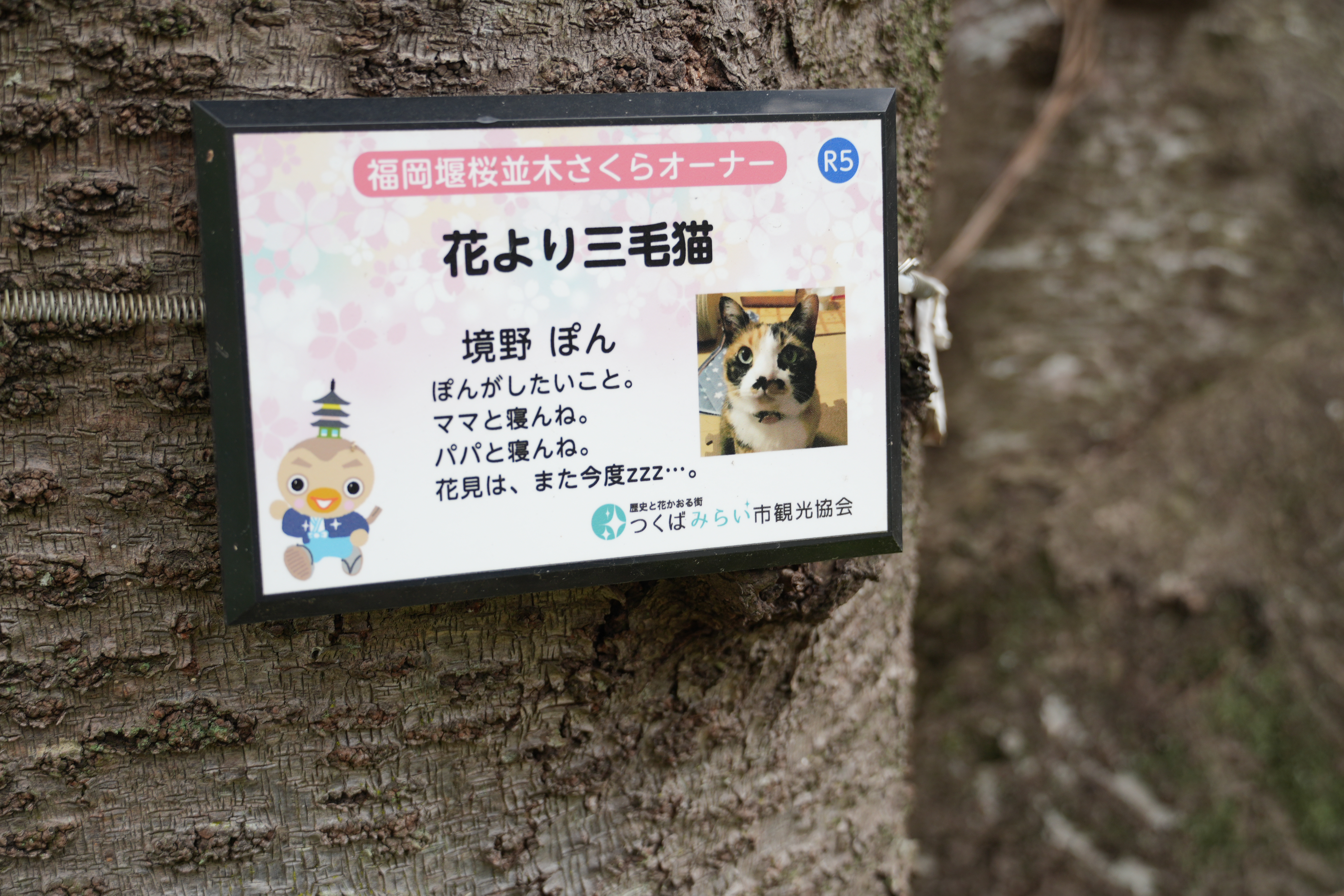 桜の木のオーナー制度