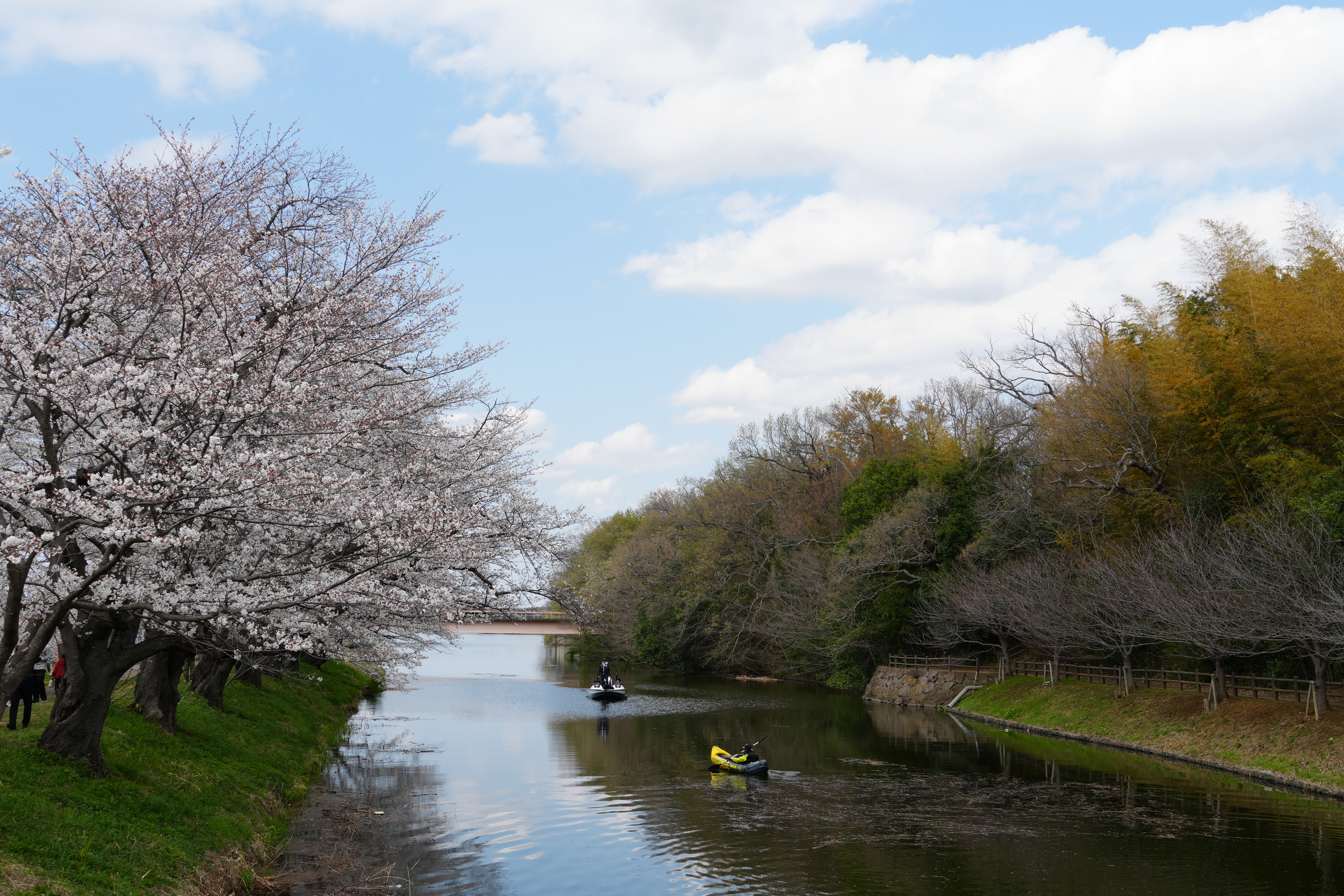 福岡堰さくら公園でお花見！満開の桜を楽しむ