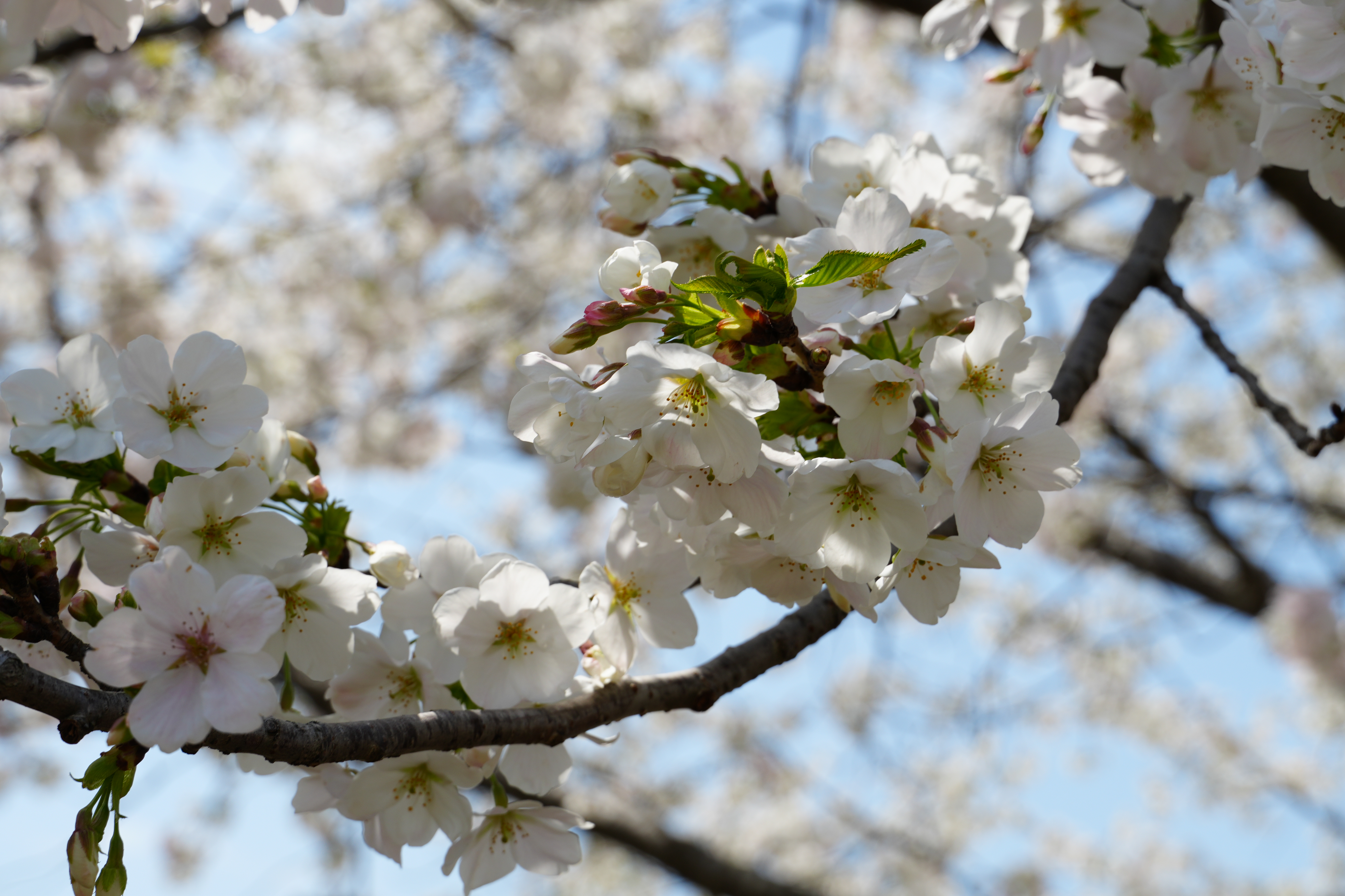 アップの桜