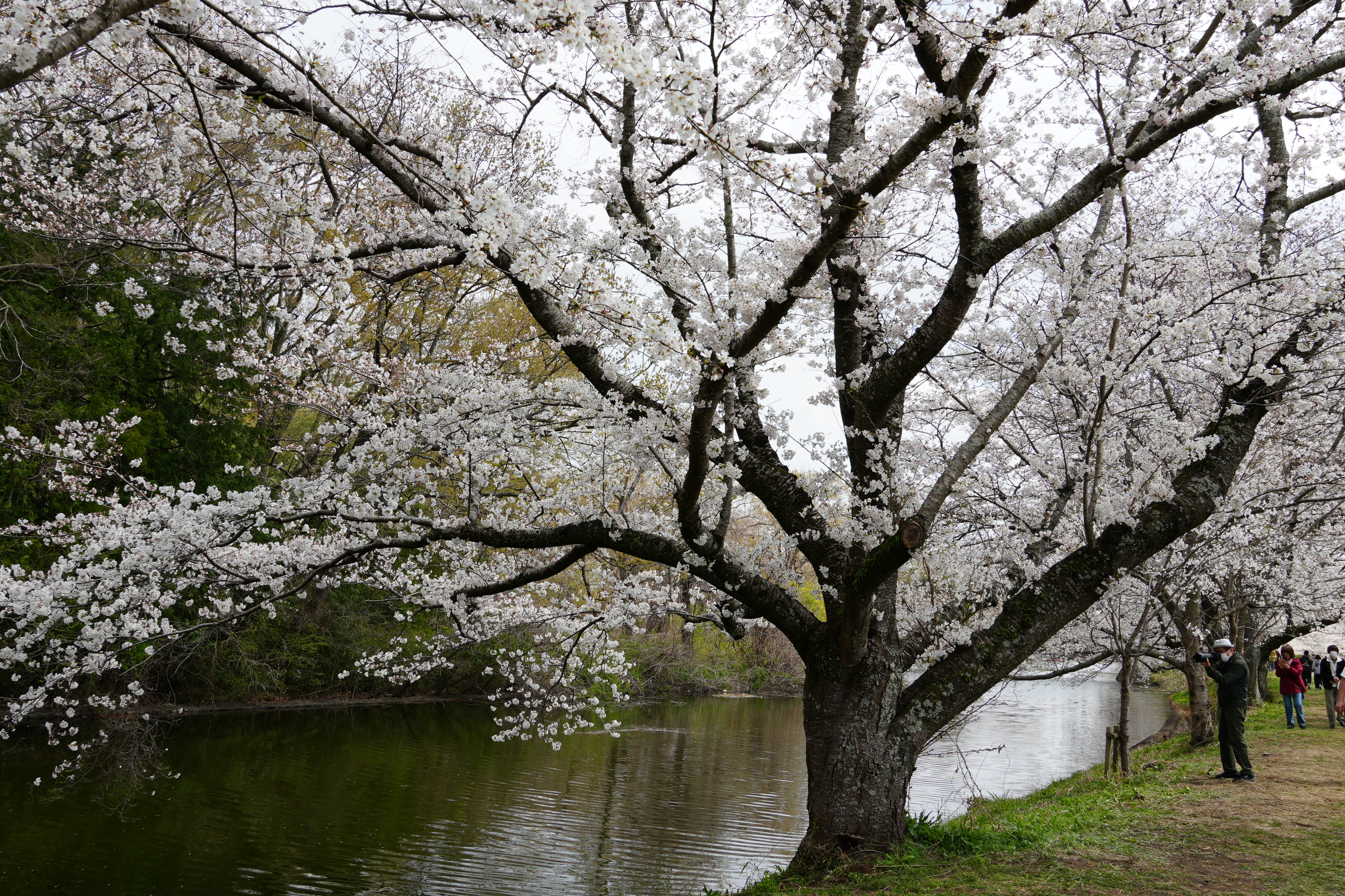 川沿いの桜2