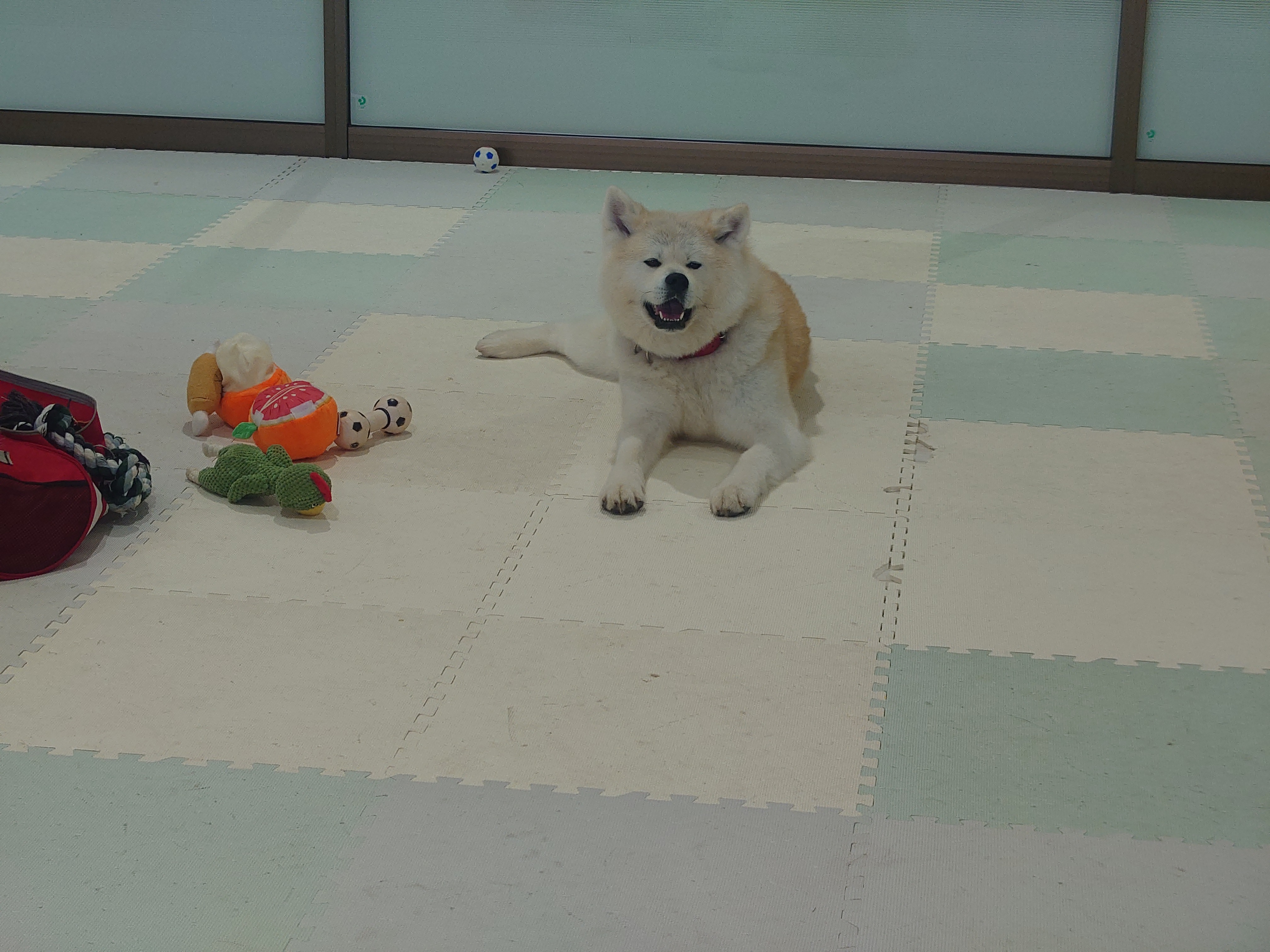 【可愛いと美味しいの秋田県】可愛すぎる秋田犬に会える！秋田犬の里を訪問